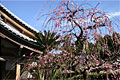 春の龍潭寺