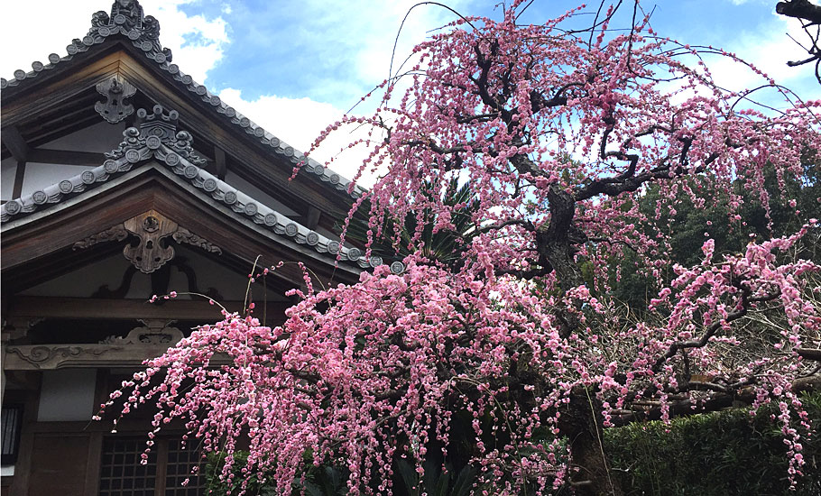 遠州の古刹 龍潭寺